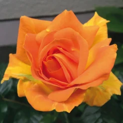 Beetrose 'Goldelse' ® -Deutschland Garten Funk Verkaufs-Shop beetrose goldelse m005668 354658 0