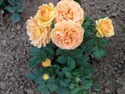 Beetrose 'Goldelse' ® -Deutschland Garten Funk Verkaufs-Shop beetrose goldelse m005668 589937 0