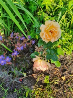 Beetrose 'Goldelse' ® -Deutschland Garten Funk Verkaufs-Shop beetrose goldelse m005668 743907 0