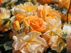 Beetrose 'Goldelse' ®