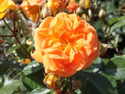 Beetrose 'Goldelse' ® -Deutschland Garten Funk Verkaufs-Shop beetrose goldelse m005668 w 0