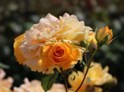 Beetrose 'Goldelse' ® -Deutschland Garten Funk Verkaufs-Shop beetrose goldelse m005668 w 3