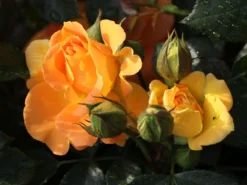 Beetrose 'Goldelse' ® -Deutschland Garten Funk Verkaufs-Shop beetrose goldelse m005668 w 6