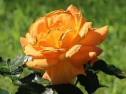 Beetrose 'Goldelse' ® -Deutschland Garten Funk Verkaufs-Shop beetrose goldelse m005668 w 8