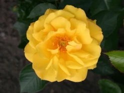 Beetrose 'Goldmarie ® 82' -Deutschland Garten Funk Verkaufs-Shop beetrose goldmarie 82 m005842 w 1