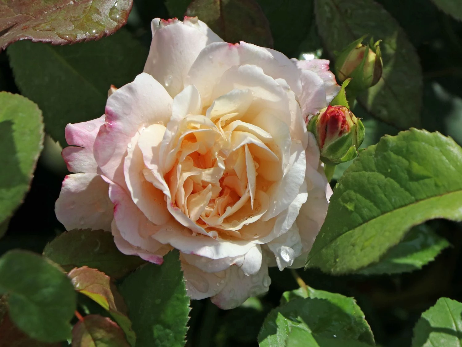 Beetrose 'Gruß An Aachen' 1 Beetrose 'Gruß An Aachen'