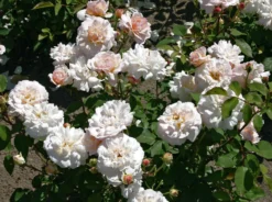 Beetrose 'Gruß An Aachen' 18 Beetrose 'Gruß An Aachen' -Deutschland Garten Funk Verkaufs-Shop beetrose gruss an aachen m005848 w 0