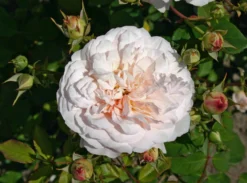 Beetrose 'Gruß An Aachen' 16 Beetrose 'Gruß An Aachen' -Deutschland Garten Funk Verkaufs-Shop beetrose gruss an aachen m005848 w 1