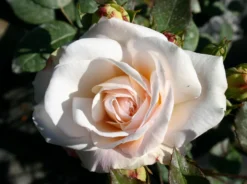 Beetrose 'Gruß An Aachen' 12 Beetrose 'Gruß An Aachen' -Deutschland Garten Funk Verkaufs-Shop beetrose gruss an aachen m005848 w 2