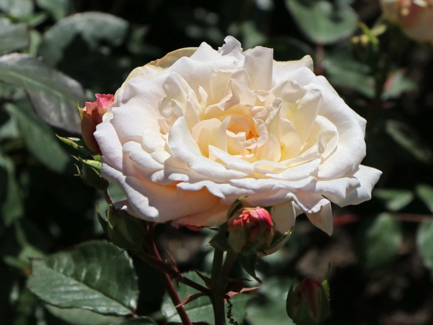Beetrose 'Gruß An Aachen' 2 Beetrose 'Gruß An Aachen' – Bild 2