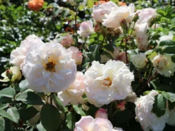 Beetrose 'Gruß An Aachen' 13 Beetrose 'Gruß An Aachen' -Deutschland Garten Funk Verkaufs-Shop beetrose gruss an aachen m005848 w 4