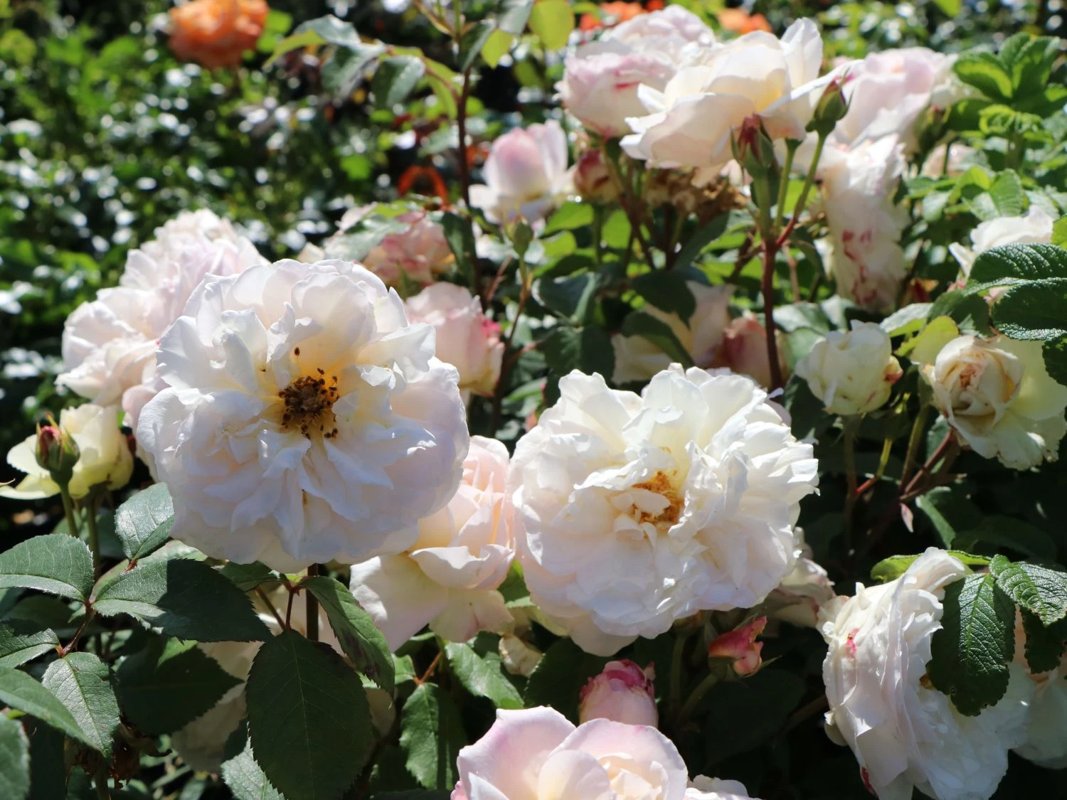 Beetrose 'Gruß An Aachen' 4 Beetrose 'Gruß An Aachen' – Bild 4