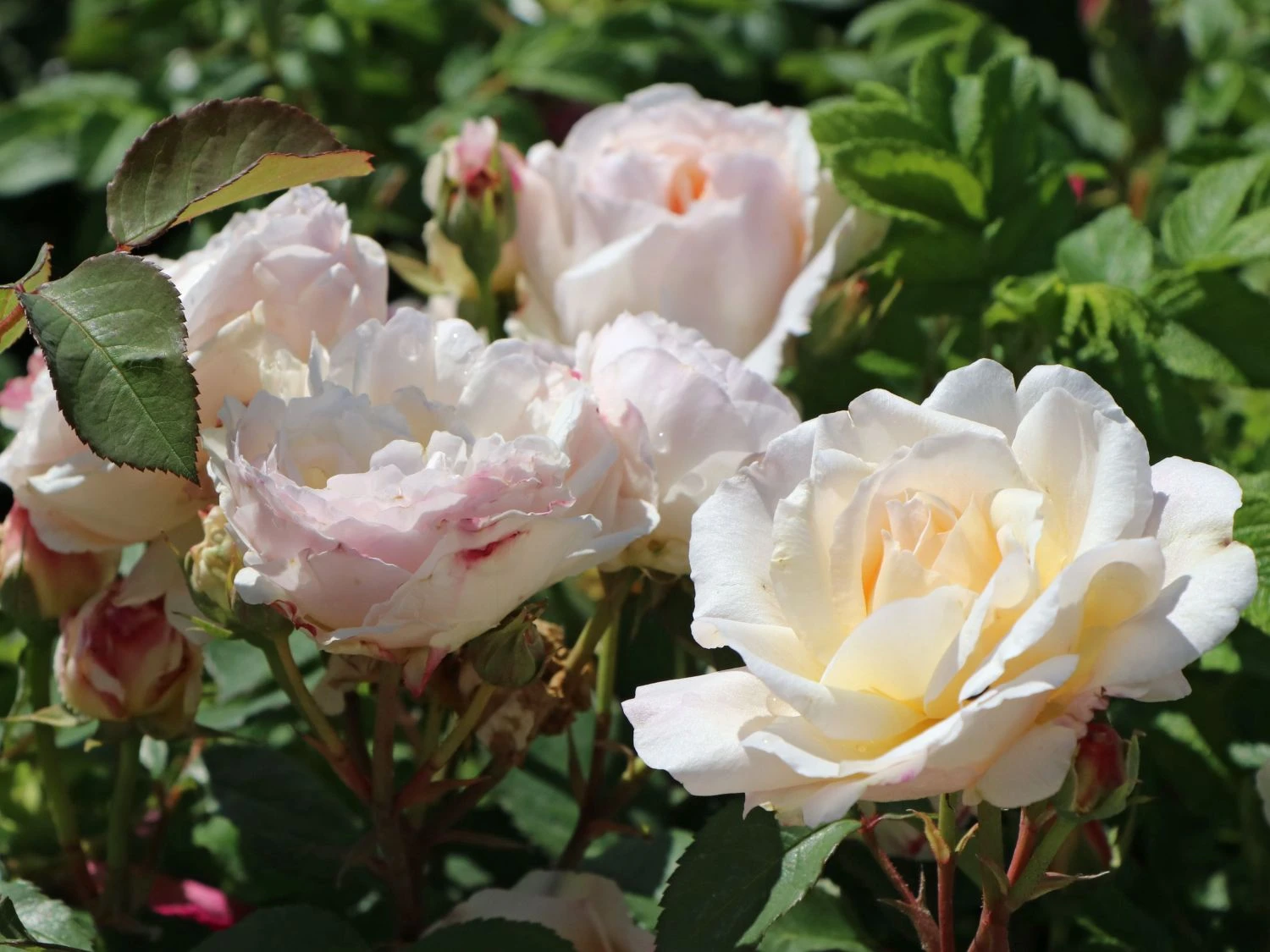 Beetrose 'Gruß An Aachen' 6 Beetrose 'Gruß An Aachen' – Bild 6