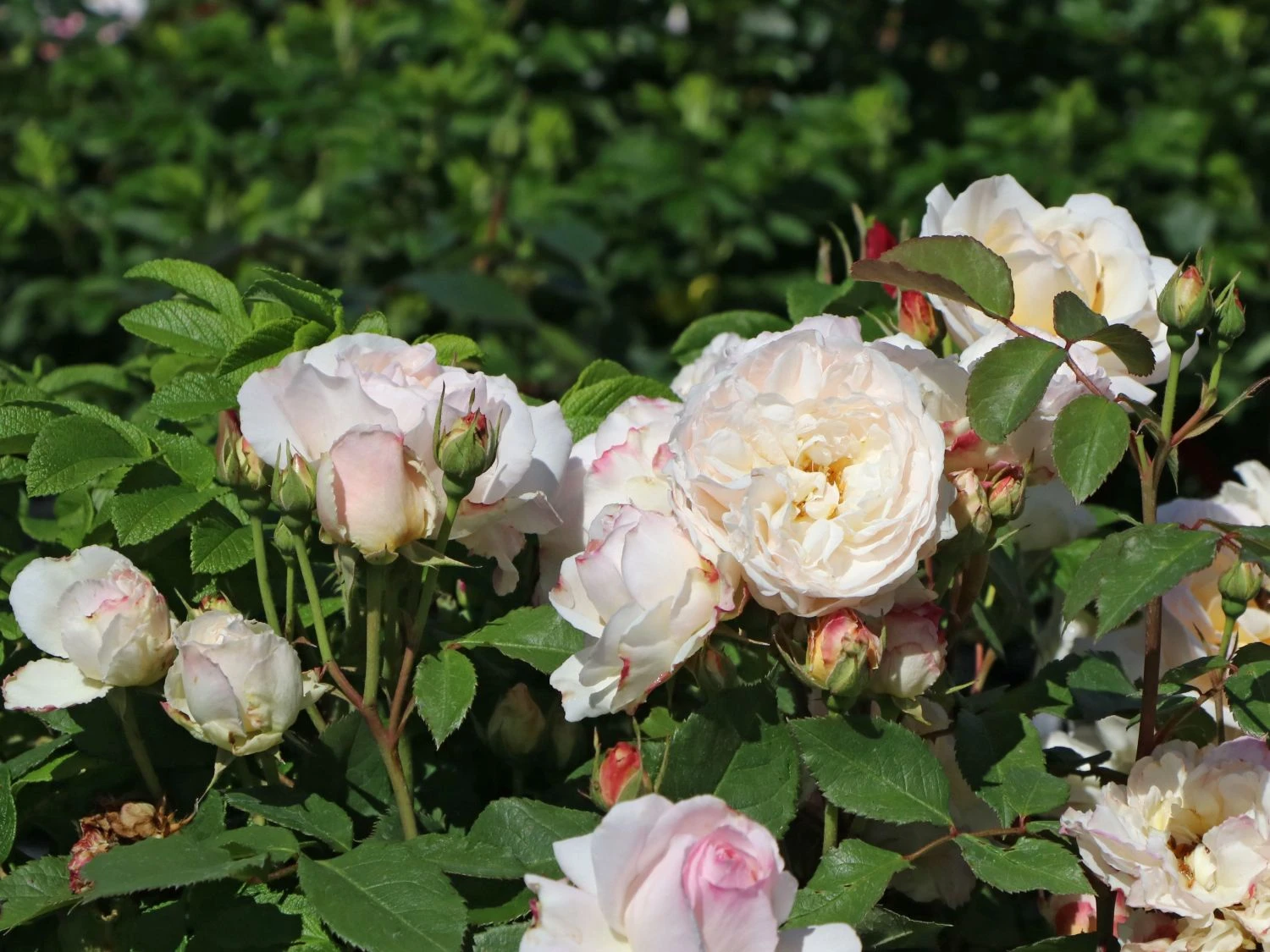 Beetrose 'Gruß An Aachen' 5 Beetrose 'Gruß An Aachen' – Bild 5