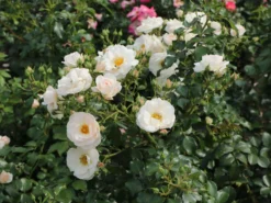 Beetrose 'Gruß An Aachen' 17 Beetrose 'Gruß An Aachen' -Deutschland Garten Funk Verkaufs-Shop beetrose gruss an aachen m005848 w 7