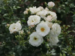 Beetrose 'Gruß An Aachen' 19 Beetrose 'Gruß An Aachen' -Deutschland Garten Funk Verkaufs-Shop beetrose gruss an aachen m005848 w 8