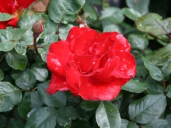 Beetrose 'Gruß An Bayern' ® -Deutschland Garten Funk Verkaufs-Shop beetrose gruss an bayern m005676 w 0