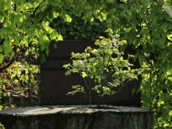 Beetrose 'Gruß An Bayern' ® -Deutschland Garten Funk Verkaufs-Shop beetrose gruss an bayern m005676 w 2