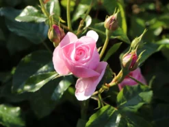 Beetrose 'Hans Gönewein Rose' -Deutschland Garten Funk Verkaufs-Shop beetrose hans goenewein rose m054431 w 0