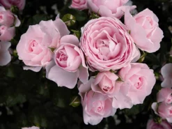 Beetrose 'Hans Gönewein Rose' -Deutschland Garten Funk Verkaufs-Shop beetrose hans goenewein rose m054431 w 2