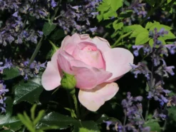 Beetrose 'Hans Gönewein Rose' -Deutschland Garten Funk Verkaufs-Shop beetrose hans goenewein rose m054431 w 3