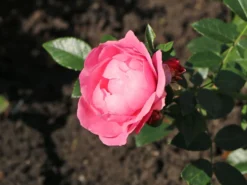 Beetrose 'Hans Gönewein Rose' -Deutschland Garten Funk Verkaufs-Shop beetrose hans goenewein rose m054431 w 4