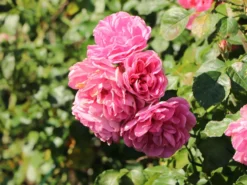 Beetrose 'Hans Gönewein Rose' -Deutschland Garten Funk Verkaufs-Shop beetrose hans goenewein rose m054431 w 6