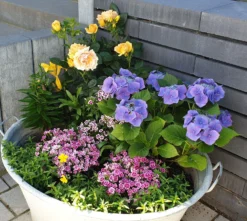 Beetrose 'Hansestadt Rostock' ® -Deutschland Garten Funk Verkaufs-Shop beetrose hansestadt rostock m056096 1016391 1