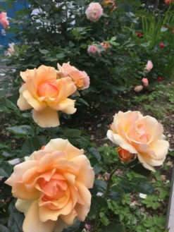 Beetrose 'Hansestadt Rostock' ® -Deutschland Garten Funk Verkaufs-Shop beetrose hansestadt rostock m056096 1338879 0