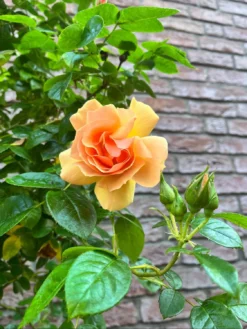 Beetrose 'Hansestadt Rostock' ® -Deutschland Garten Funk Verkaufs-Shop beetrose hansestadt rostock m056096 1565174 0