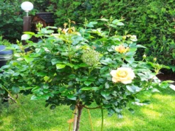 Beetrose 'Hansestadt Rostock' ® -Deutschland Garten Funk Verkaufs-Shop beetrose hansestadt rostock m056096 193676 0