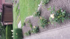 Beetrose 'Hansestadt Rostock' ® -Deutschland Garten Funk Verkaufs-Shop beetrose hansestadt rostock m056096 639521 0