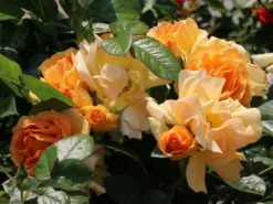 Beetrose 'Hansestadt Rostock' ®