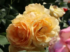 Beetrose 'Hansestadt Rostock' ® -Deutschland Garten Funk Verkaufs-Shop beetrose hansestadt rostock m056096 w 0