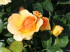 Beetrose 'Hansestadt Rostock' ® -Deutschland Garten Funk Verkaufs-Shop beetrose hansestadt rostock m056096 w 1