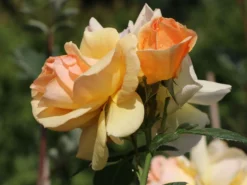 Beetrose 'Hansestadt Rostock' ® -Deutschland Garten Funk Verkaufs-Shop beetrose hansestadt rostock m056096 w 10