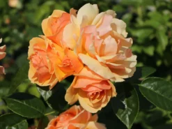 Beetrose 'Hansestadt Rostock' ® -Deutschland Garten Funk Verkaufs-Shop beetrose hansestadt rostock m056096 w 11