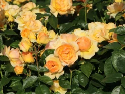 Beetrose 'Hansestadt Rostock' ® -Deutschland Garten Funk Verkaufs-Shop beetrose hansestadt rostock m056096 w 12