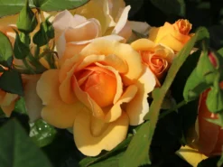 Beetrose 'Hansestadt Rostock' ® -Deutschland Garten Funk Verkaufs-Shop beetrose hansestadt rostock m056096 w 2