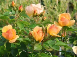 Beetrose 'Hansestadt Rostock' ® -Deutschland Garten Funk Verkaufs-Shop beetrose hansestadt rostock m056096 w 3