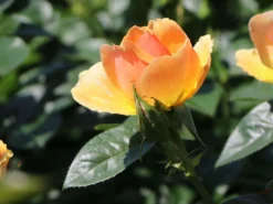 Beetrose 'Hansestadt Rostock' ® -Deutschland Garten Funk Verkaufs-Shop beetrose hansestadt rostock m056096 w 4