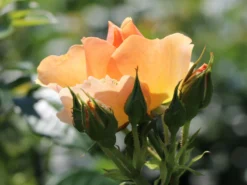 Beetrose 'Hansestadt Rostock' ® -Deutschland Garten Funk Verkaufs-Shop beetrose hansestadt rostock m056096 w 5