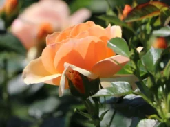 Beetrose 'Hansestadt Rostock' ® -Deutschland Garten Funk Verkaufs-Shop beetrose hansestadt rostock m056096 w 7