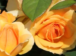 Beetrose 'Hansestadt Rostock' ® -Deutschland Garten Funk Verkaufs-Shop beetrose hansestadt rostock m056096 w 9