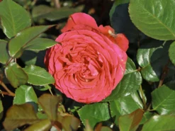 Beetrose 'Hard Rock'