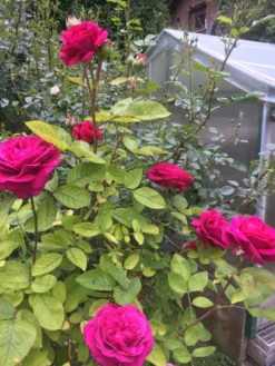 Beetrose 'Heidi Klum-Rose' ® -Deutschland Garten Funk Verkaufs-Shop beetrose heidi klum rose m003626 1338879 0