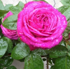 Beetrose 'Heidi Klum-Rose' ® -Deutschland Garten Funk Verkaufs-Shop beetrose heidi klum rose m003626 441289 0