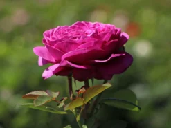 Beetrose 'Heidi Klum-Rose' ® -Deutschland Garten Funk Verkaufs-Shop beetrose heidi klum rose m003626 w 1