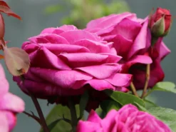 Beetrose 'Heidi Klum-Rose' ® -Deutschland Garten Funk Verkaufs-Shop beetrose heidi klum rose m003626 w 2