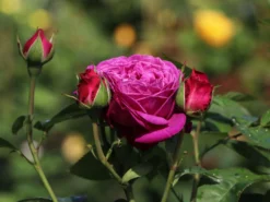 Beetrose 'Heidi Klum-Rose' ® -Deutschland Garten Funk Verkaufs-Shop beetrose heidi klum rose m003626 w 3